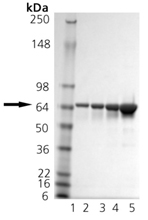 HSP70/HSP72 (human), (recombinant) SDS-PAGE