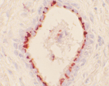 HO-1 monoclonal antibody (HO-1-2) Immunohistochemistry