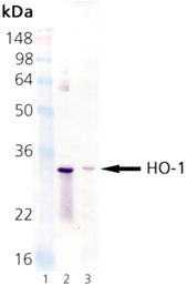HO-1 monoclonal antibody (HO-1-2) Western blot