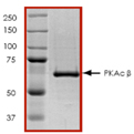 PKA Catalytic β (human), (recombinant) (GST-tag) SDS-PAGE