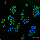 Cu/Zn SOD polyclonal antibody Immunofluorescence