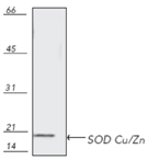 Cu/Zn SOD polyclonal antibody Western blot