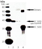 EC SOD polyclonal antibody Western blot