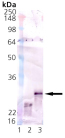 Mn SOD (mouse), (recombinant) (His-tag) Western blot