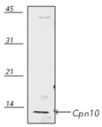 Cpn10 polyclonal antibody Western blot
