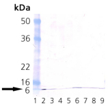 Ubiquitin monoclonal antibody (P4G7-H11) Western blot