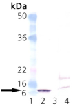 GroES (E. coli) polyclonal antibody Western blot