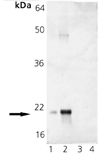 αA-Crystallin polyclonal antibody Western blot