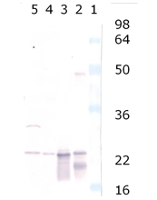 αA/αB-Crystallin polyclonal antibody Western blot