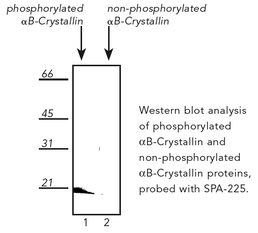 [pSer19]αB-Crystallin polyclonal antibody Western blot