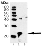 [pSer45]αB-Crystallin polyclonal antibody Western blot