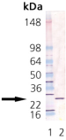 GrpE (E. coli) polyclonal antibody Western blot
