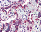 HSP40/Hdj1 polyclonal antibody Immunohistochemistry