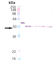 HSP40/Hdj2 polyclonal antibody Western blot