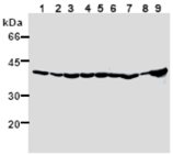 HSP40/Hdj1 monoclonal antibody (2E1) Western blot