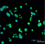[pSer82]HSP27 polyclonal antibody Immunofluorescence