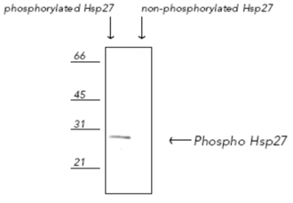 [pSer82]HSP27 polyclonal antibody Western blot