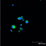 [pSer15]HSP27 polyclonal antibody Immunofluorescence