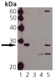 [pSer15]HSP27 polyclonal antibody Western blot