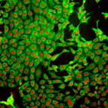 Glutathione monoclonal antibody (D8) Immunofluorescence