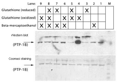 Glutathione monoclonal antibody (D8) Western blot