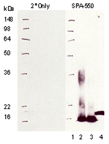 Metallothionein monoclonal antibody (UC1MT) Western blot
