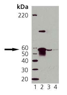 Calreticulin polyclonal antibody Western blot