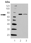 HSP70B' monoclonal antibody (165f) Western blot