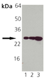 HSP27 monoclonal antibody (G3.1) (biotin conjugate) Western blot