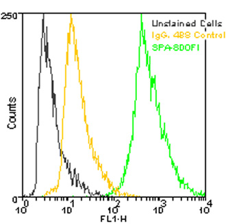 HSP27 monoclonal antibody (G3.1) (FITC conjugate) Flow Cytometry