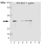 HSP27 polyclonal antibody Western blot