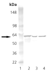 HSP60 (insect) polyclonal antibody Western blot