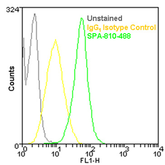 HSP70/HSP72 monoclonal antibody (C92F3A-5) (DyLight™ 488 conjugate) Flow Cytometry