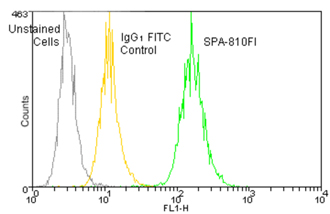 HSP70/HSP72 monoclonal antibody (C92F3A-5) (FITC conjugate) Flow Cytometry