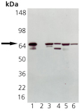 HSP70/HSP72 polyclonal antibody Western blot