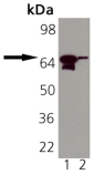 HSP70/HSP72 monoclonal antibody (N31F2-4) Western blot