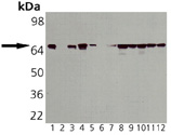 HSP70/HSP72 monoclonal antibody (C96F3-3) Western blot