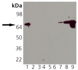 HSP70/HSP72 monoclonal antibody (N15F2-5) Western blot
