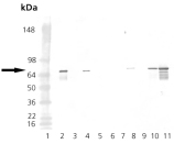 HSP70/HSP72 monoclonal antibody (N6F3-6.140) Western blot