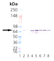 HSC70/HSP73 monoclonal antibody (1B5) Western blot