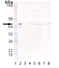 HSC70/HSP73 polyclonal antibody Western blot