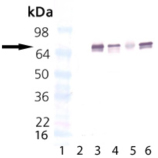 HSC70 (plant) monoclonal antibody (5B7) Western blot