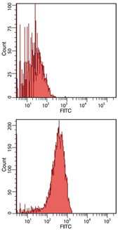 HSC70/HSP70 monoclonal antibody (N27F3-4) Flow Cytometry