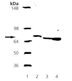 Grp78/BiP polyclonal antibody Western blot