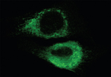 KDEL monoclonal antibody (10C3) Immunofluorescence