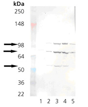 KDEL monoclonal antibody (10C3) Western blot