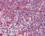 HSP90 monoclonal antibody (16F1) Immunohistochemistry