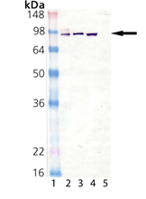 HSP90α monoclonal antibody (K41009) Western blot