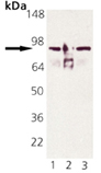 HSP90α monoclonal antibody (9D2) (HRP conjugate) Western blot