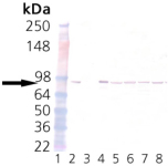 HSP90β monoclonal antibody (K3705) Western blot